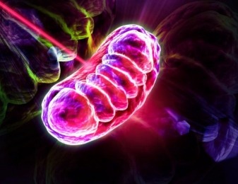 Mitochondria produce energy to sustain normal cellular function