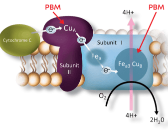 Mitochondrial dysfunction and oxidative stress play a key role in age-related macular degeneration